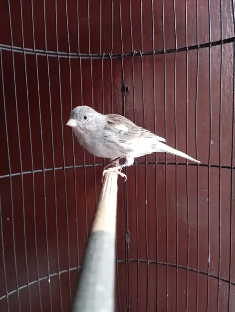 Burung kenari  Starblue rajin bunyi