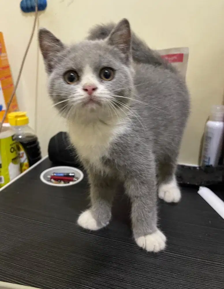 Bsh bico simetris kitten