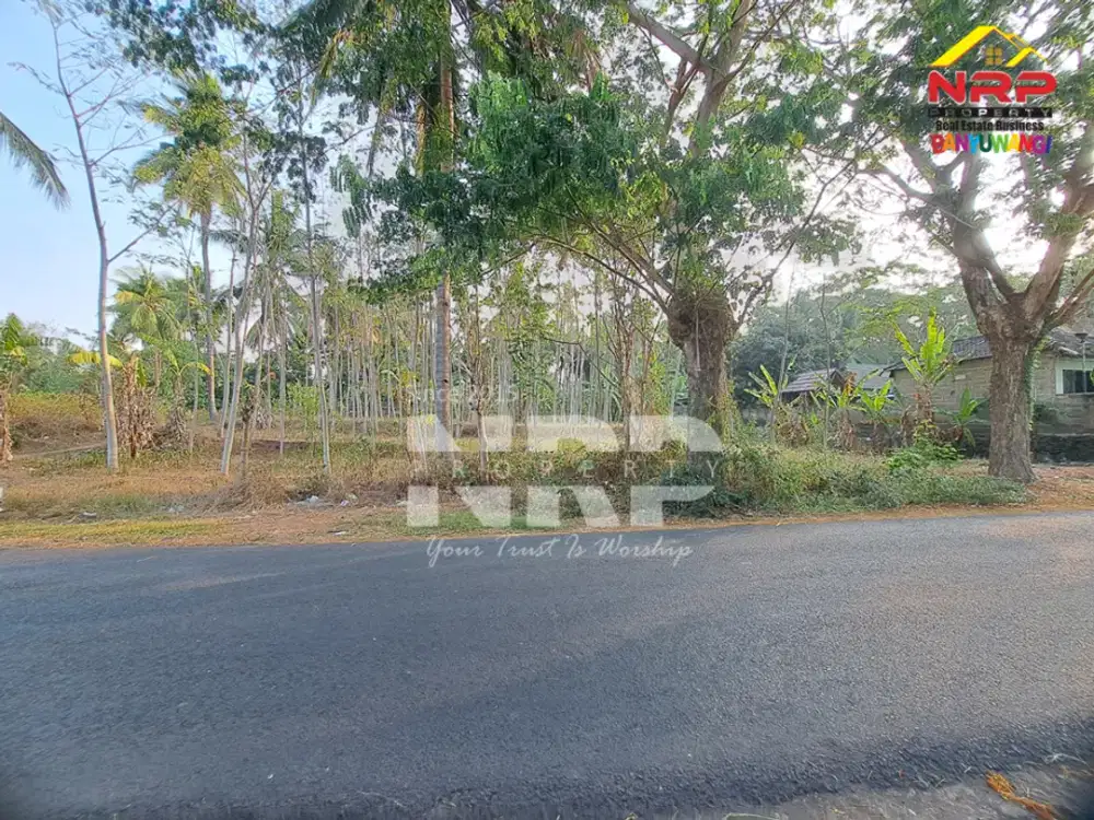 Tanah Kebun Dijual Masih Produkti dan Strategis di Kalipuro - Banyuwangi