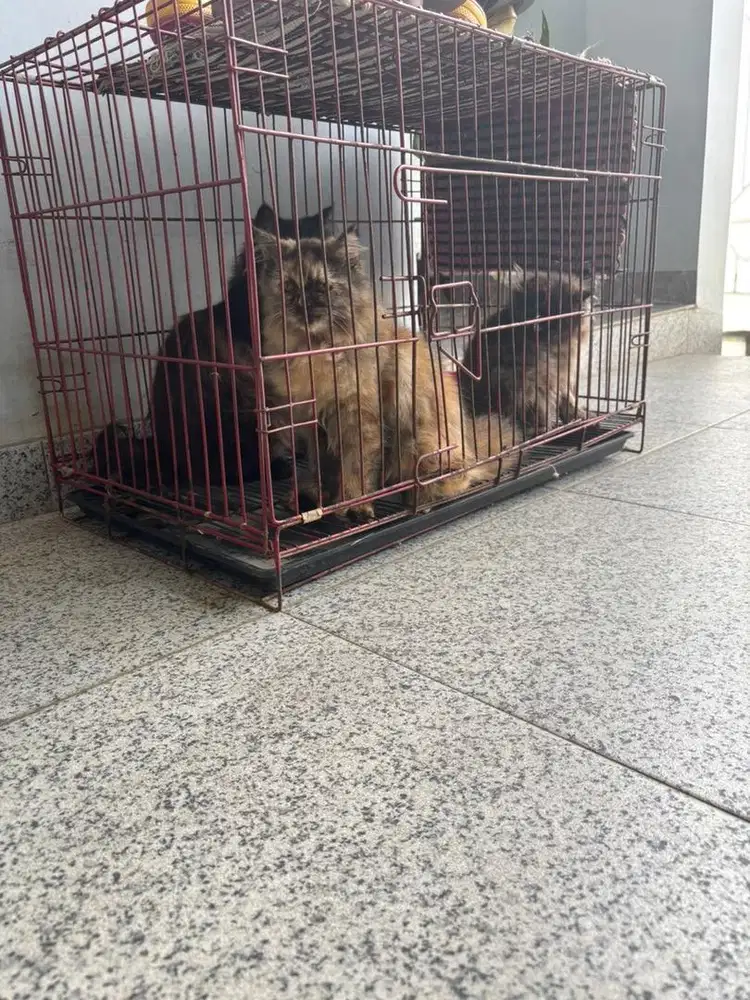 Kucing persia betina