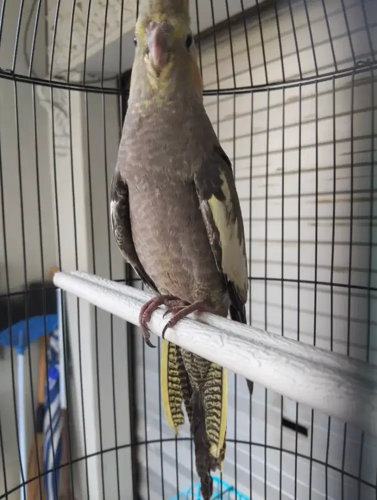 Burung falk parkit autralia