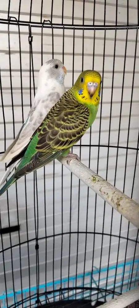 Burung Parkit lokal