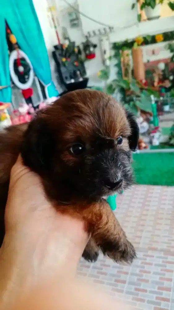 Jual anjing anakan Pudel pom, jantan,hampir 2 bln