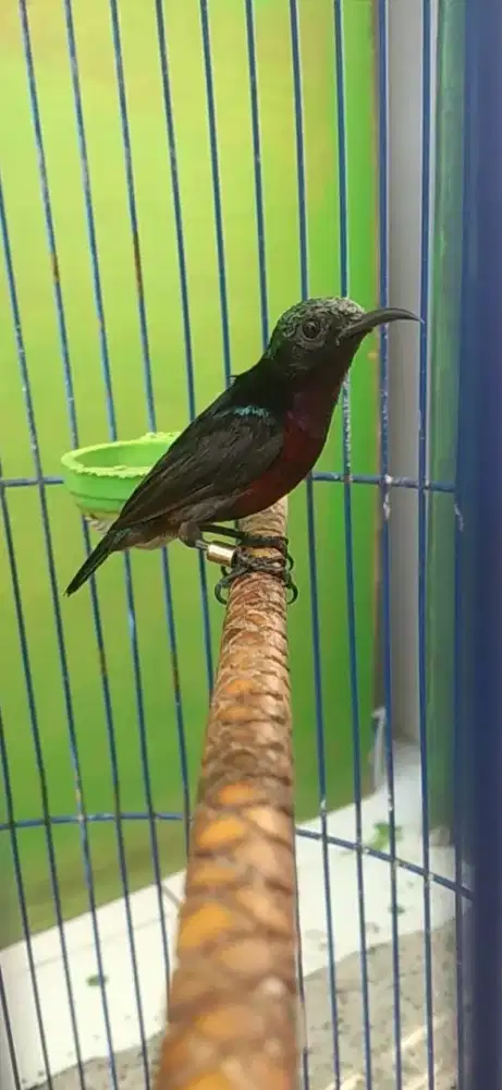 Burung kolibri ninja