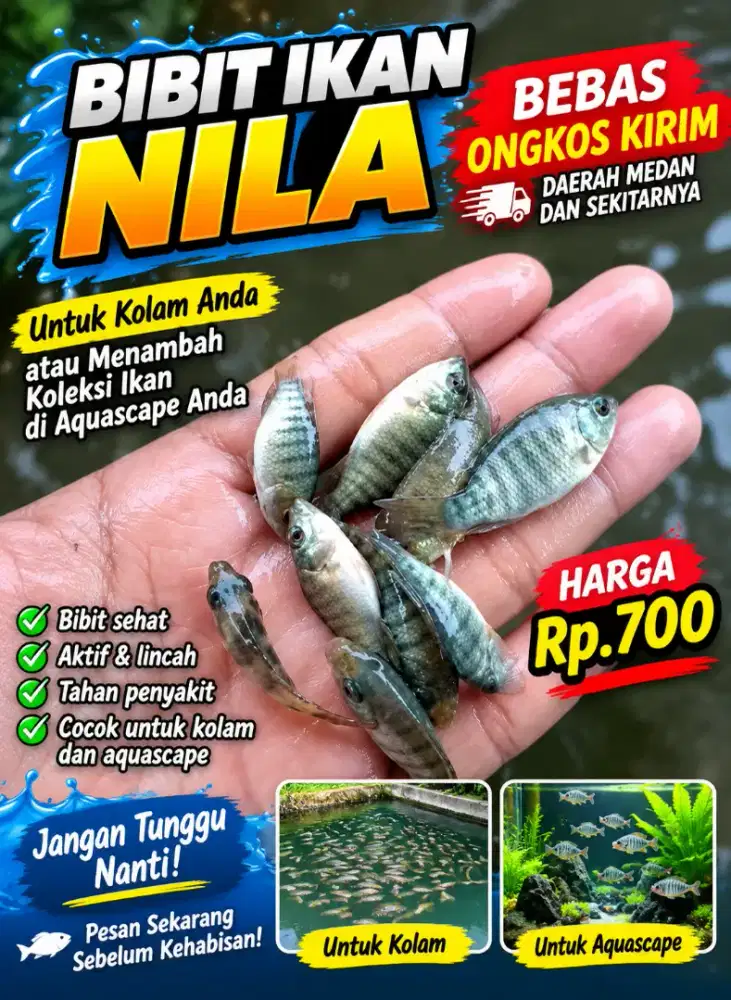 ikan nila mujaer aquascape