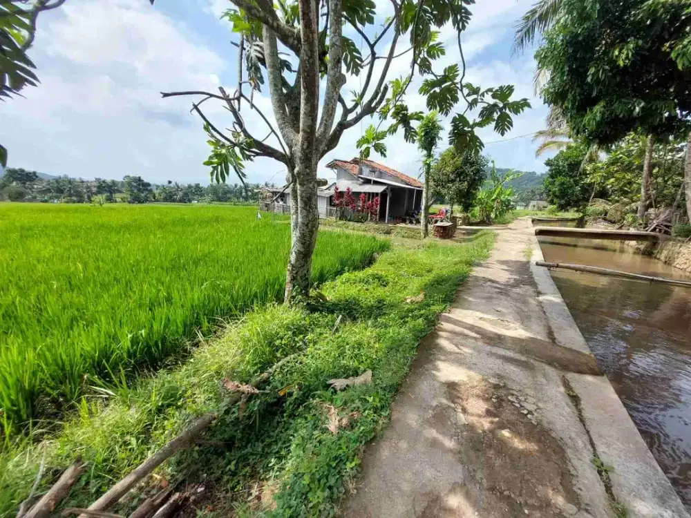 Sawah subur 23 tumbak, view bagus,