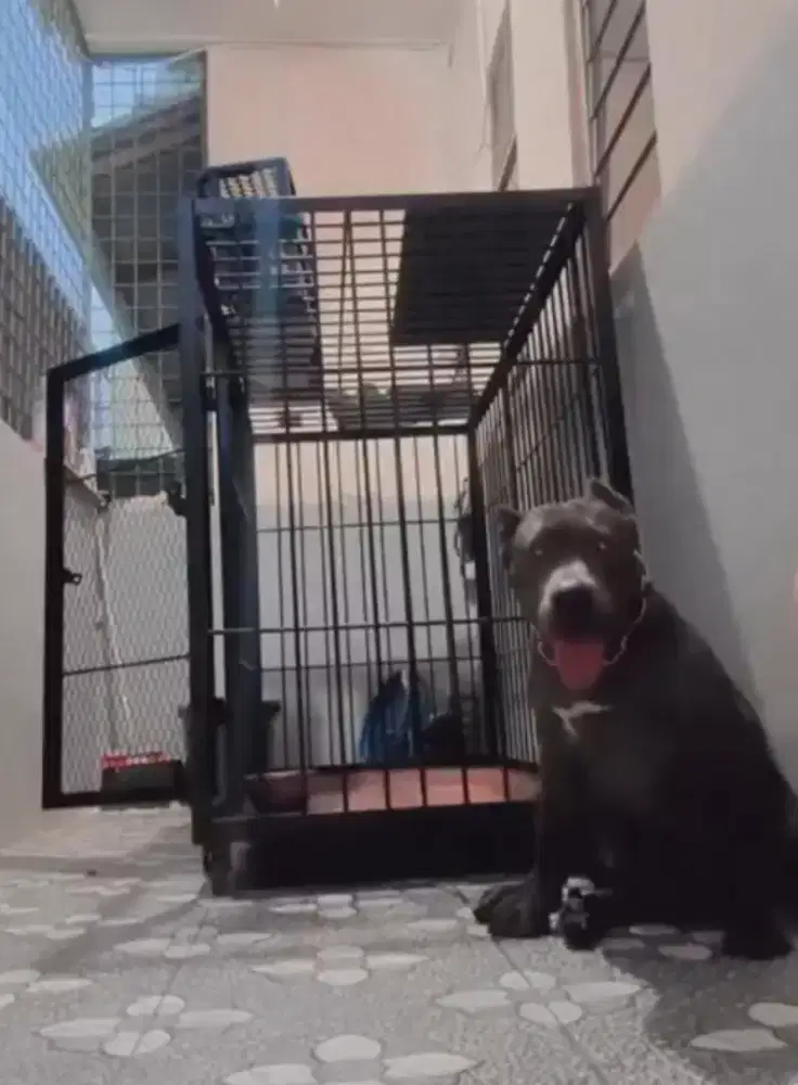 kandang doggy besar