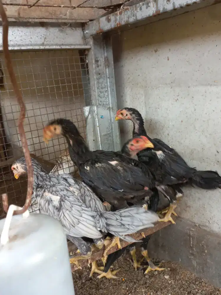 Jual ayam bangkok