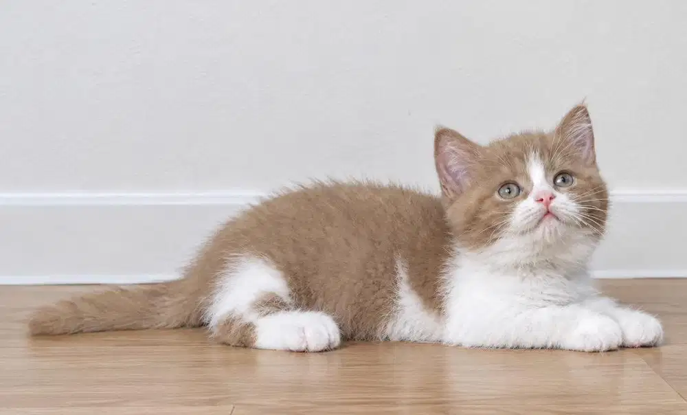 Kucing munchkin bsh bico cinnamon