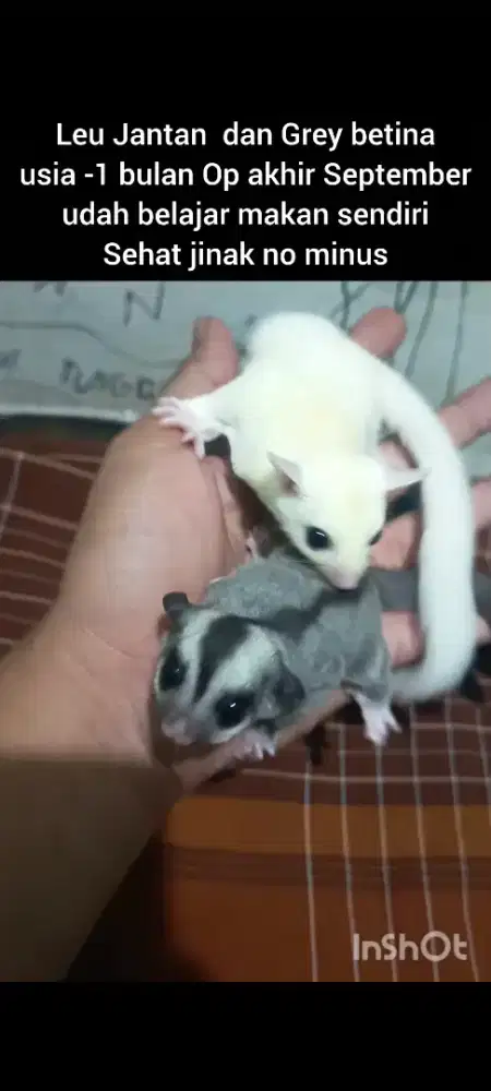 Sugar glider joey