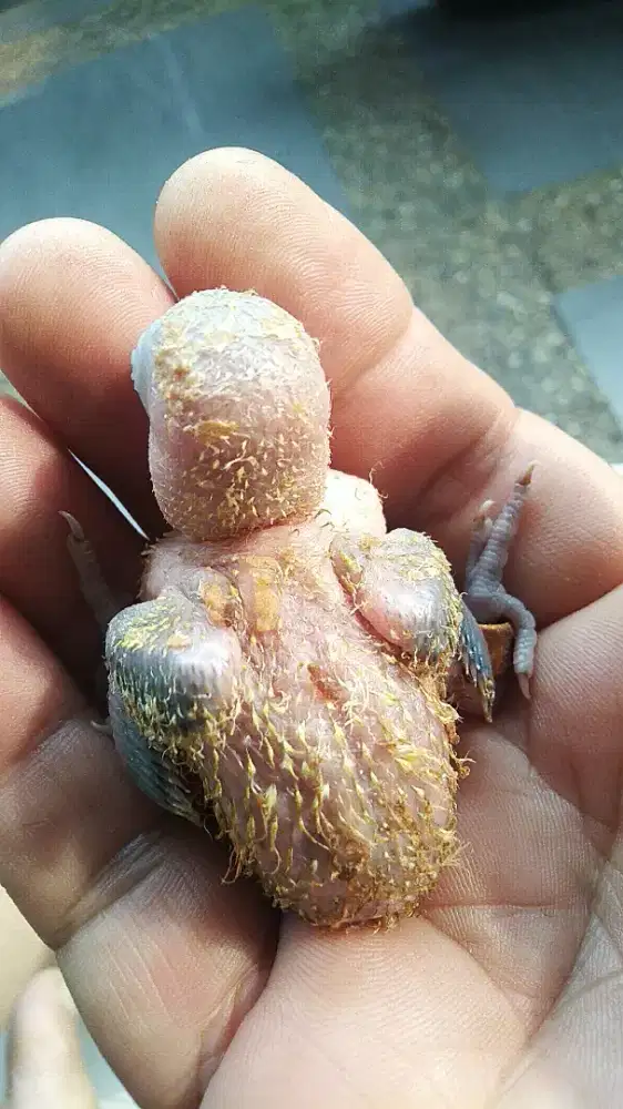 Jual anak lovebird lolohan netas tgl 8/10