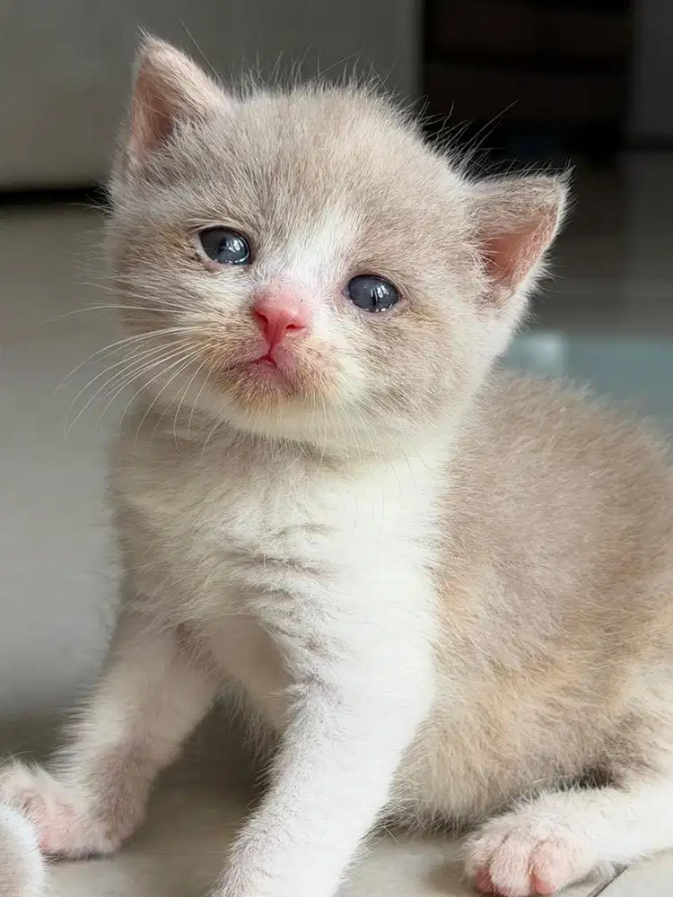 KUCING BSH KITTEN