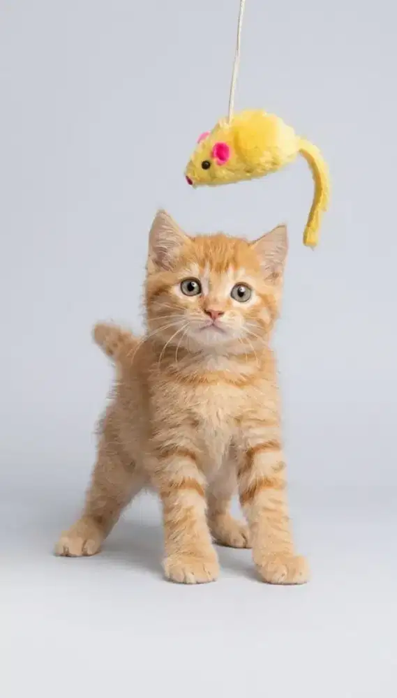 BSH Red Tabby Female