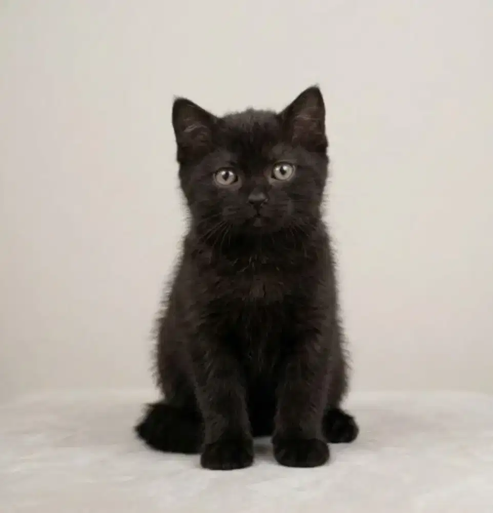 BSH Black Solid Male