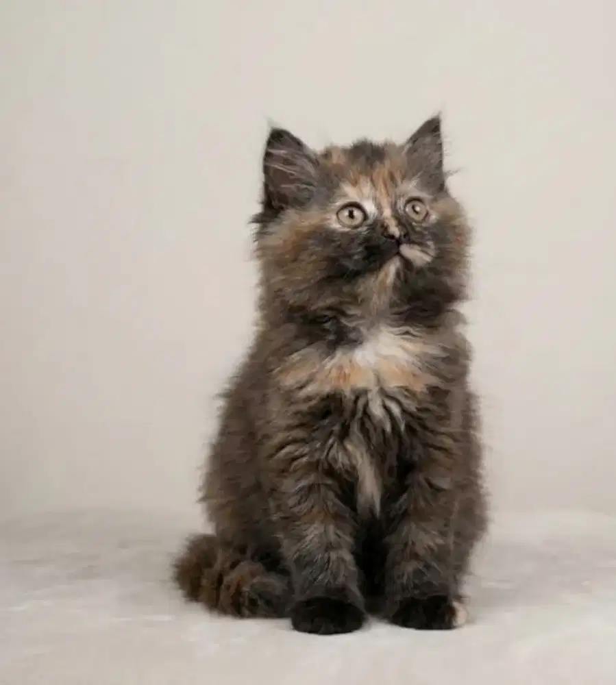 British Longhair ( BLH ) Tortie Female