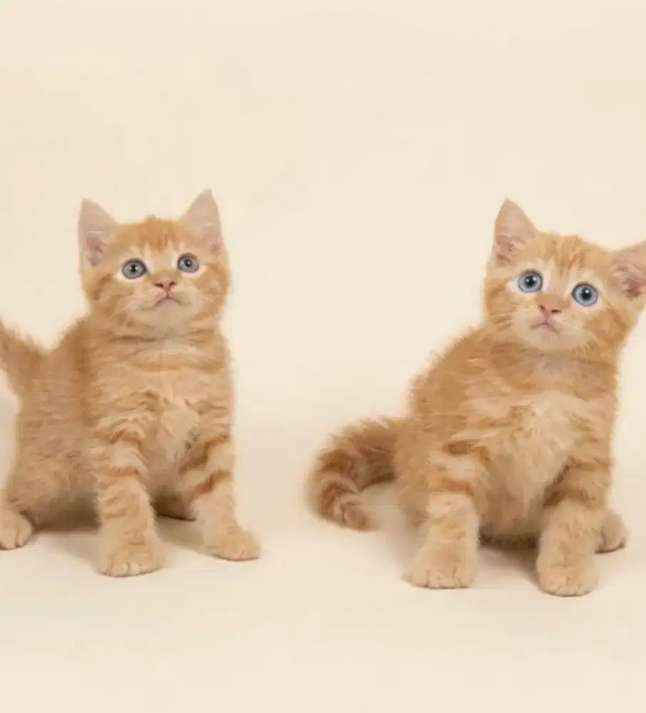 BSH Munchkin NS Red Tabby Male