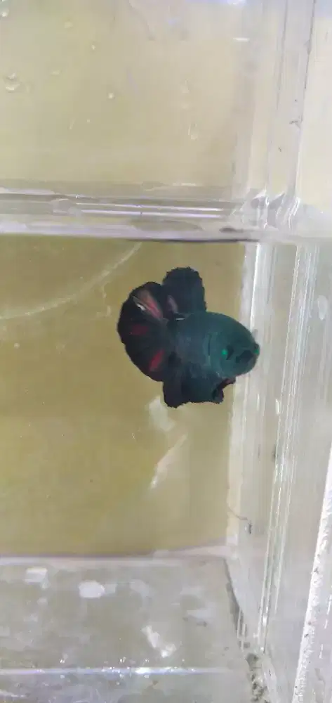Ikan cupang plakat hulk