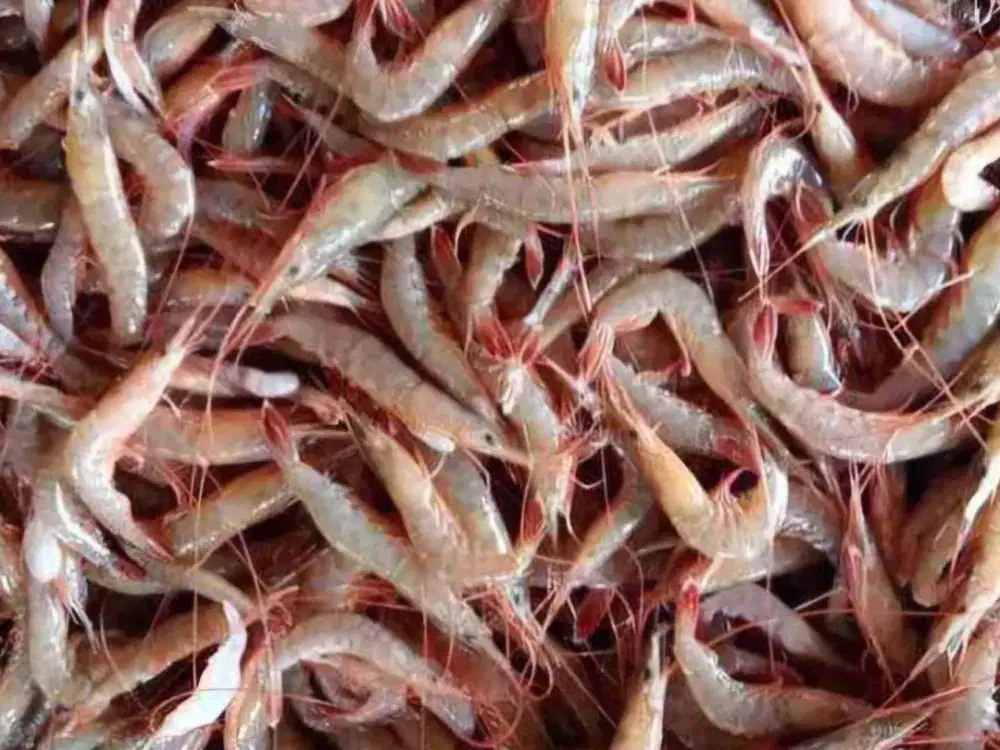TER MURAH TAMBAK UDANG NILA MUJAER LOKASI DEKAT TOL JABON SIDOARJO