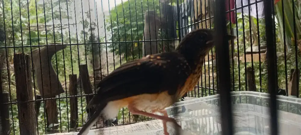 Murai batu sepasang
