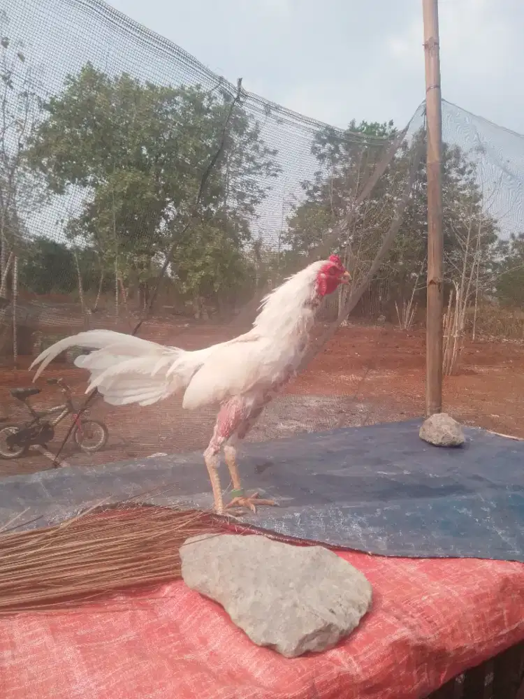 Sepasang Ayam Jowo Putih