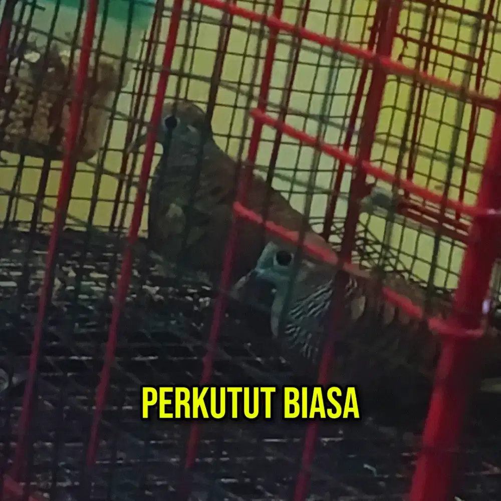 burung perkutut liar