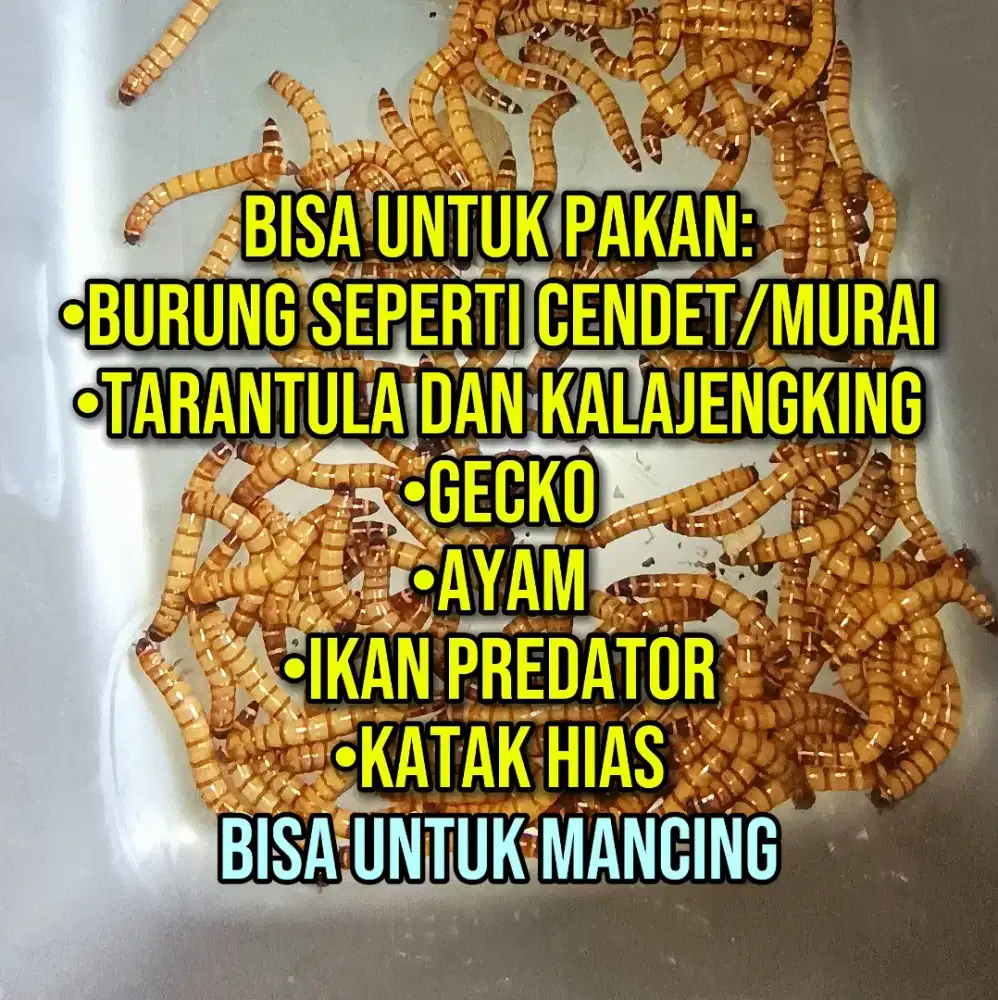ulat jerman per ekor