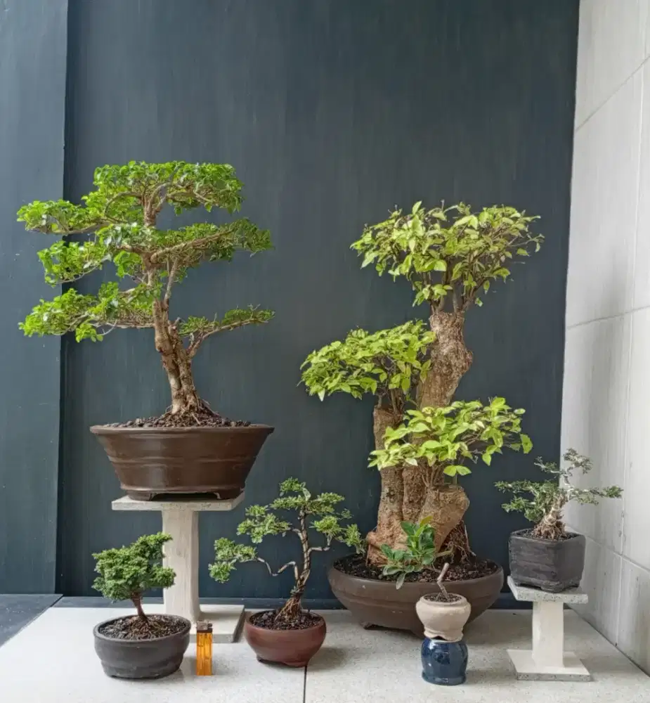 Bonsai hias mini ada 6 pohon
