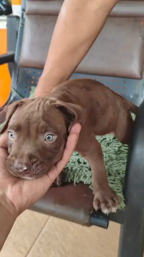 Puppy Pitbull 7 minggu