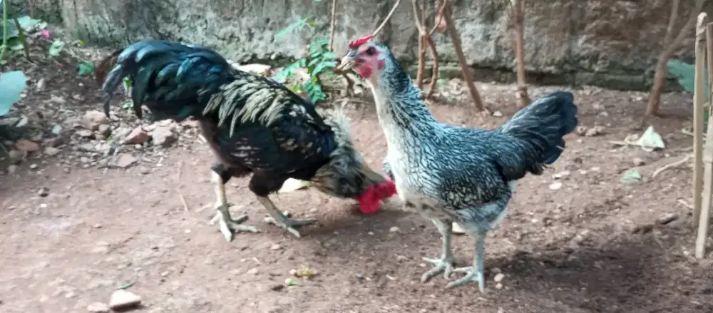 Ayam kampung petelur