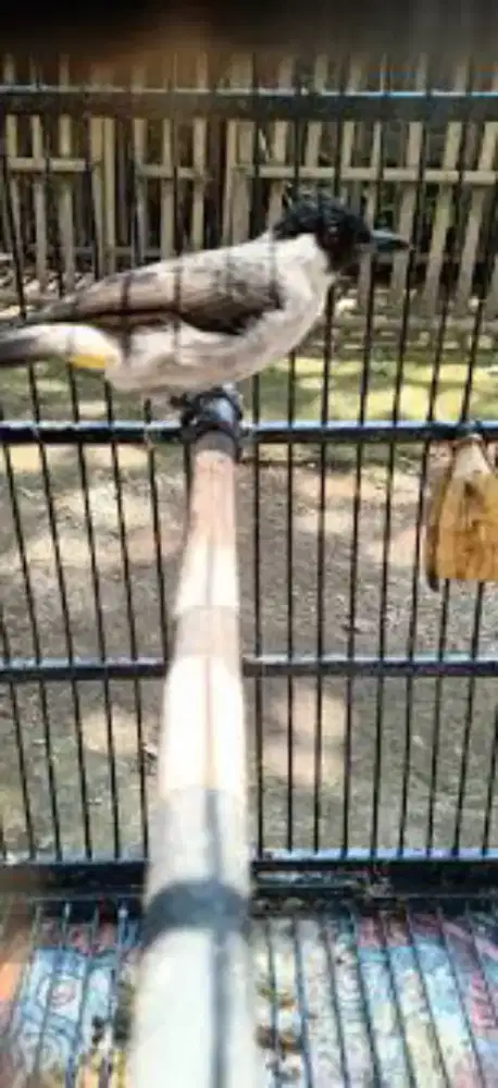 Burung kutilang kapas jantan