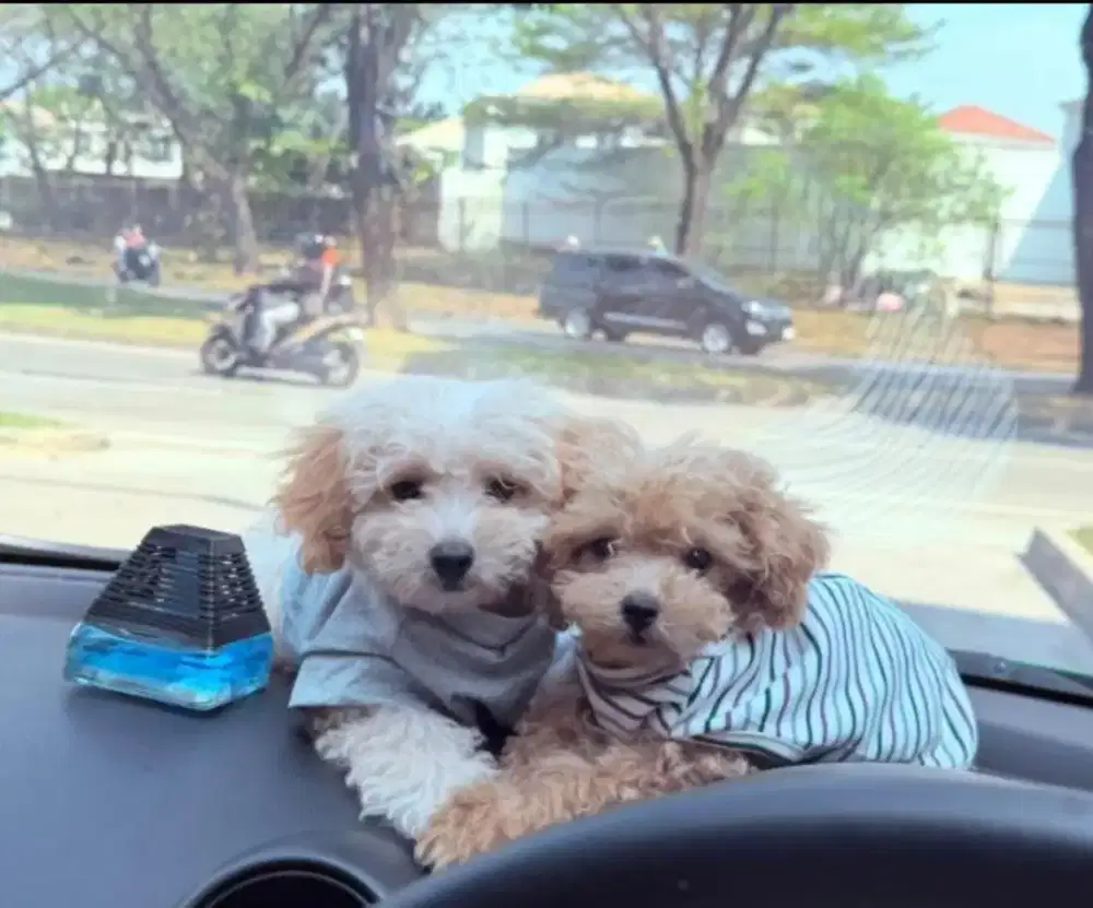 Poodle stbm lengkap