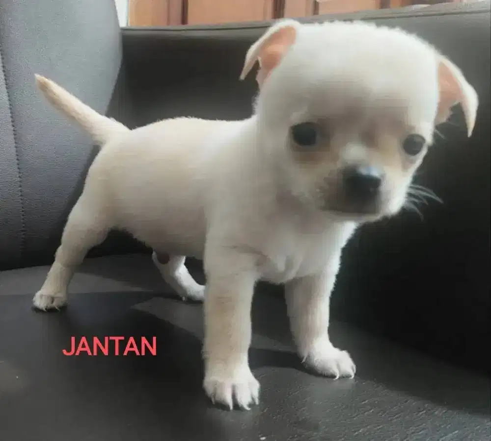 CHIHUAHUA PUPPIES MINI MURNI ( jantan ) DOB 30 AGUSTUS,