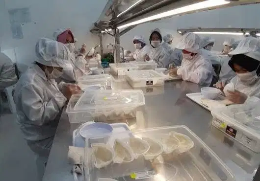 Staff Produksi Sarang Walet