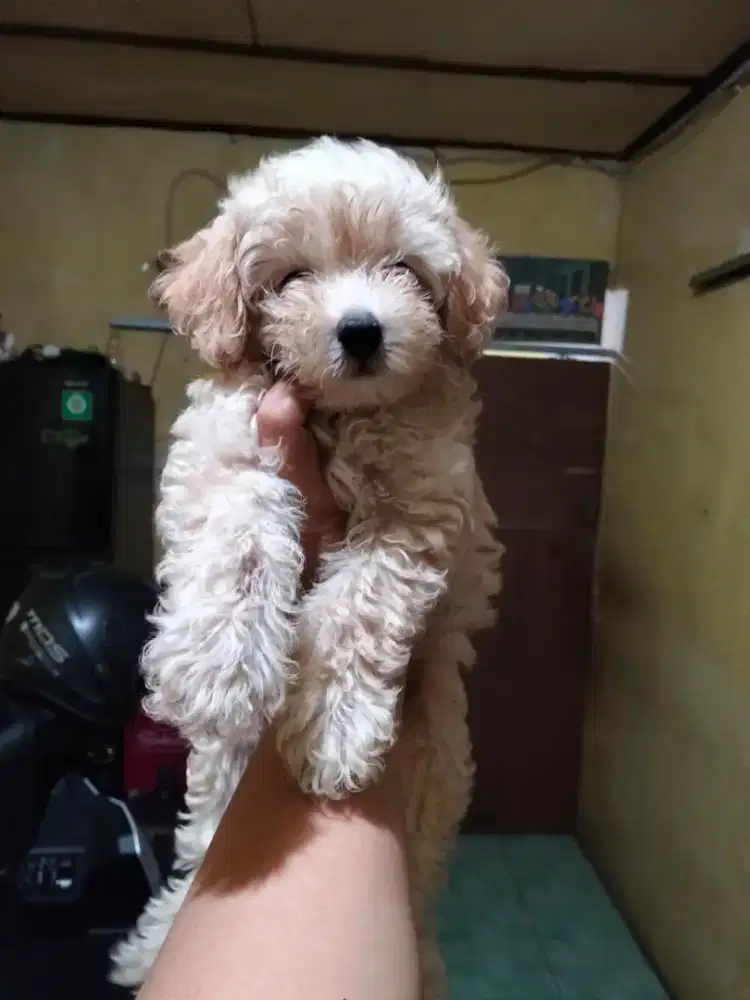 Toy poodle jantan dan betina