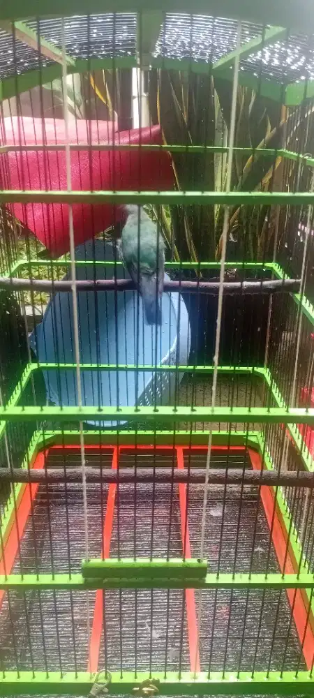 Cucak Cungkok gacor