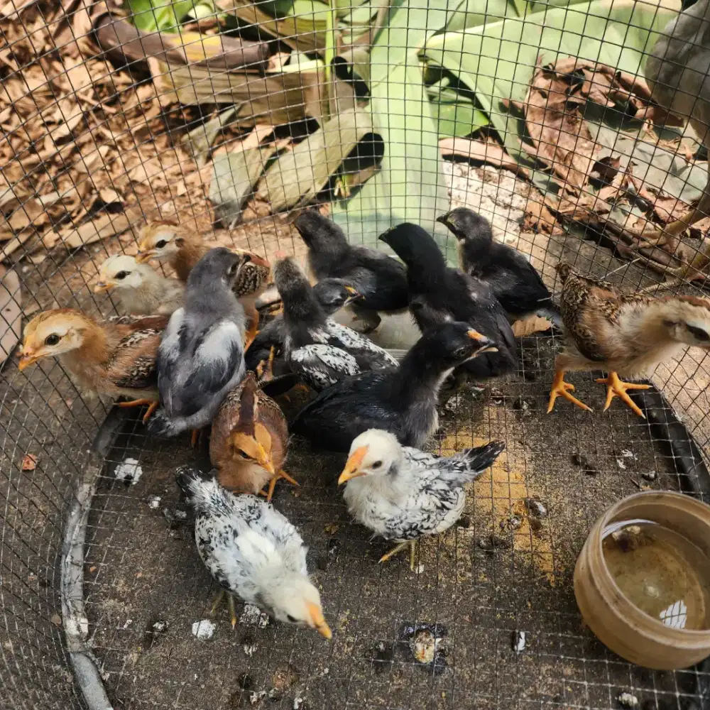 ANAK AYAM KAMPUNG