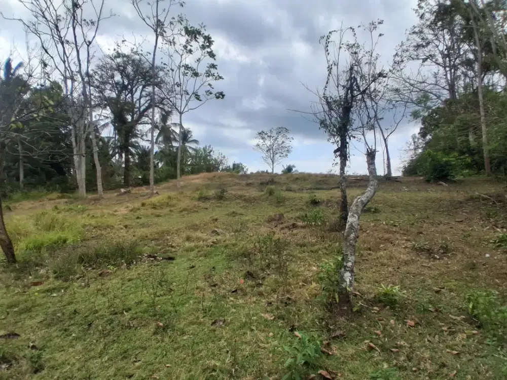 Dijual Tanah Kebun Kontur Datar Tanah Subur View Laut Lepas