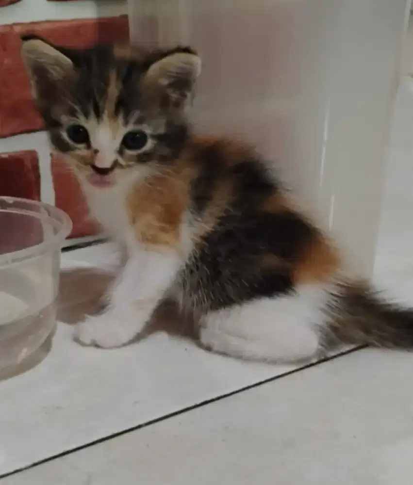 Sepasang anak kucing
