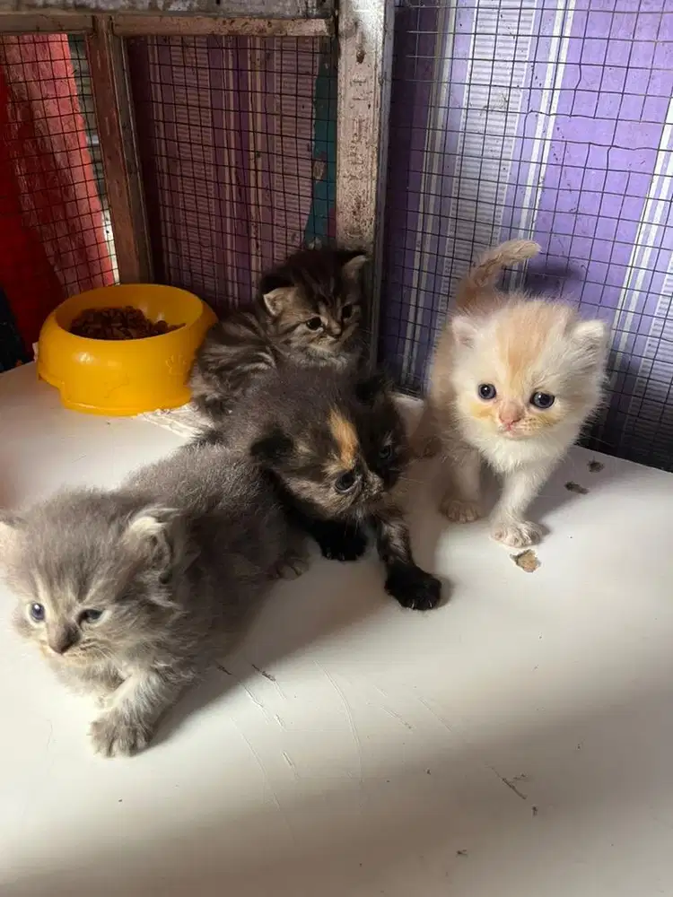Kucing persia jantan dan betina