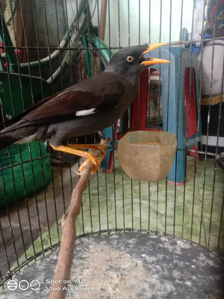 jual burung jalak kebo jantan mata kuning bunyi udh makan pur total