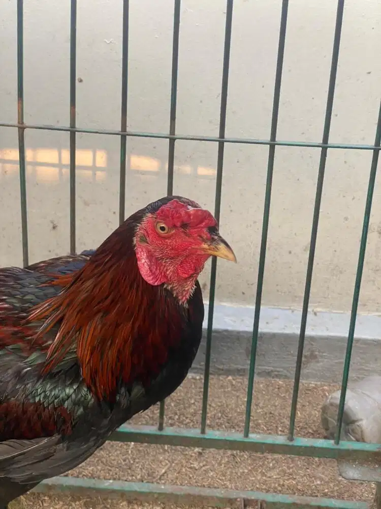 Ayam bangkok pamangon