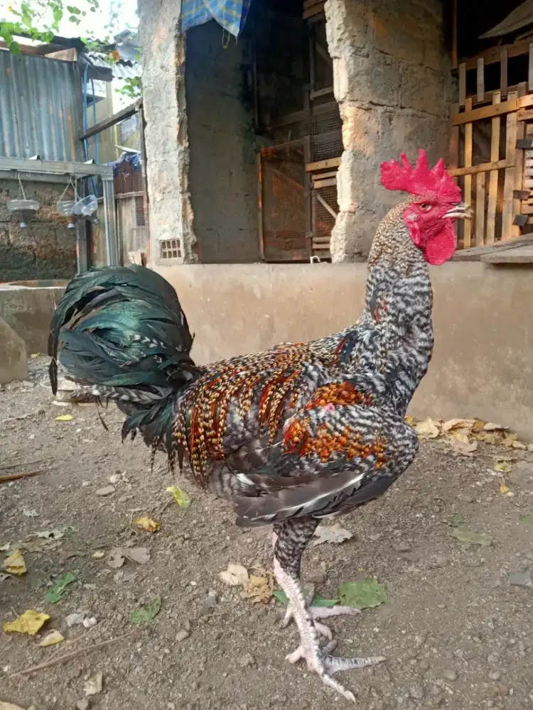 AYAM PELUNG JUMBO