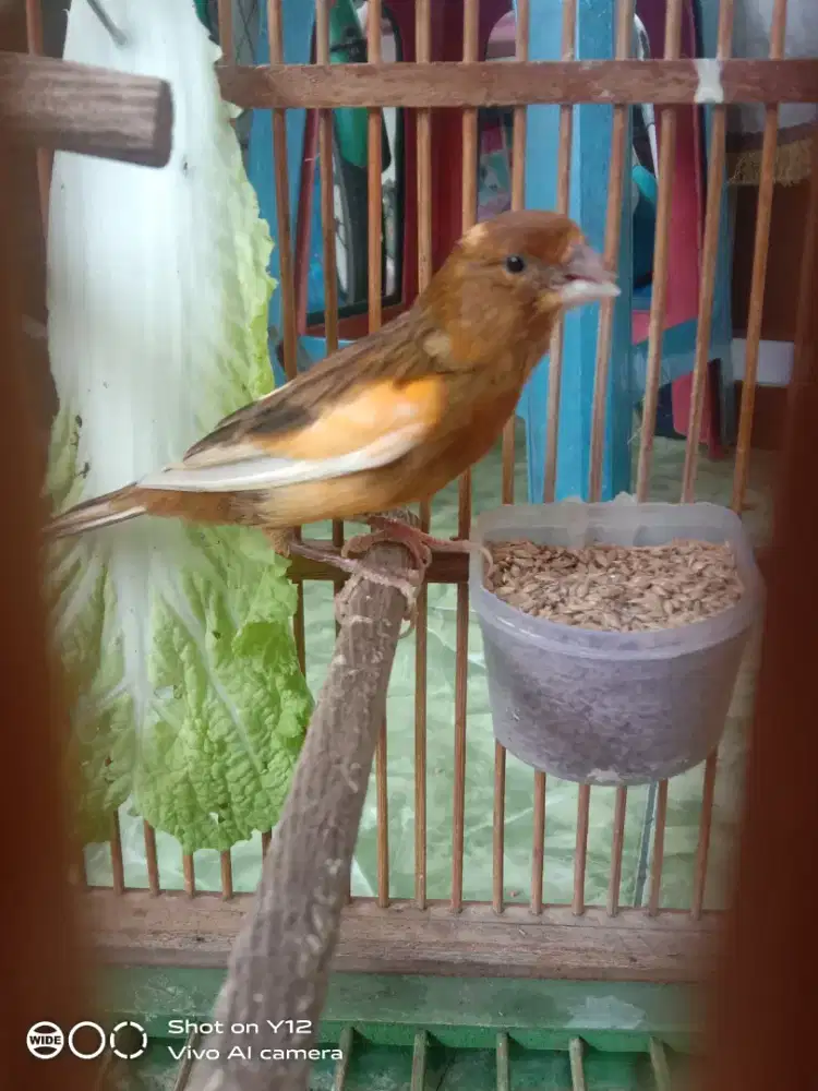 jual burung kenari seri lokal betina