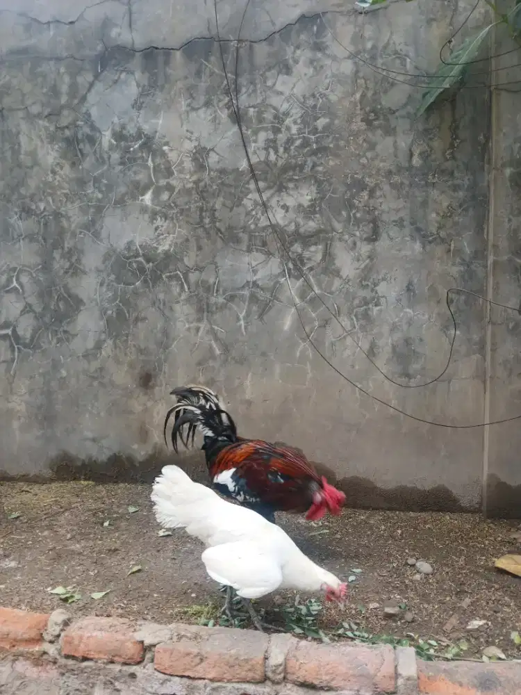 Ayam Ketawa Betina