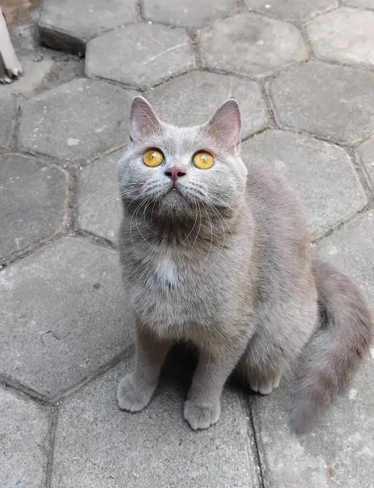 BSH Betina 11 bulan Birahi