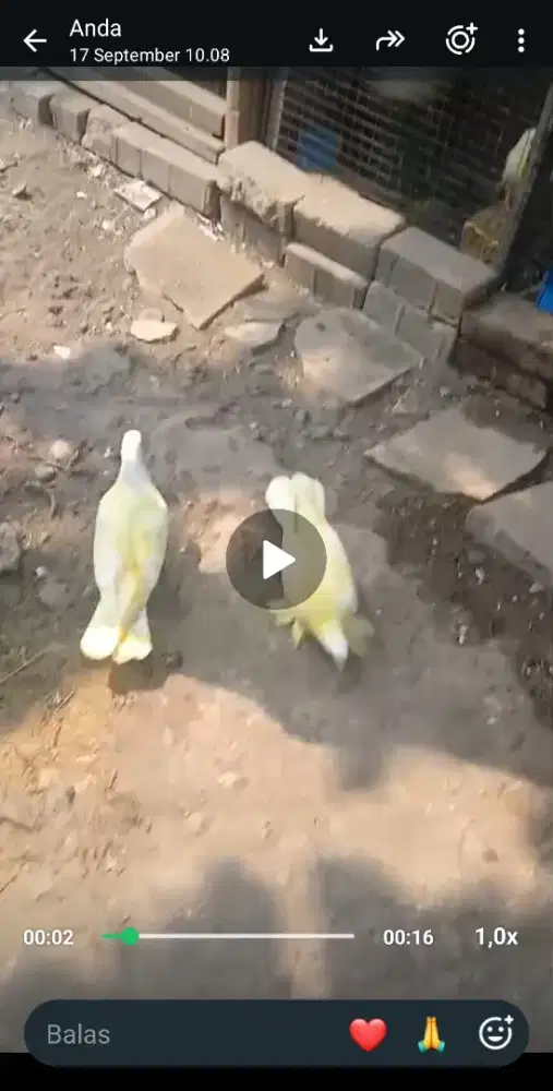 Merpati Putih Pasangan