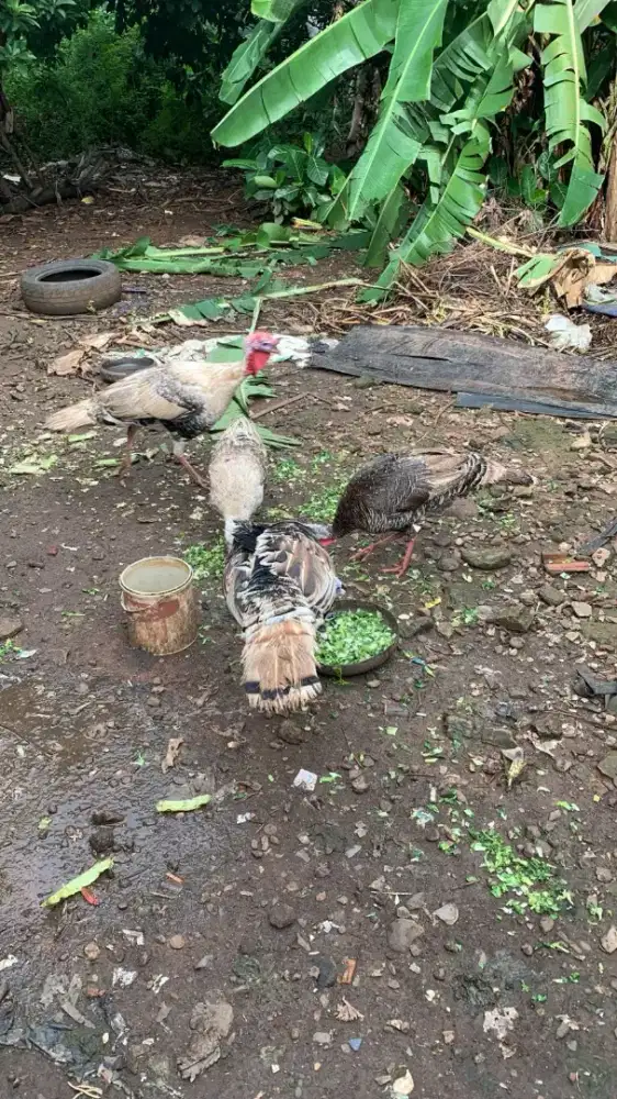 Dijual semua 3e