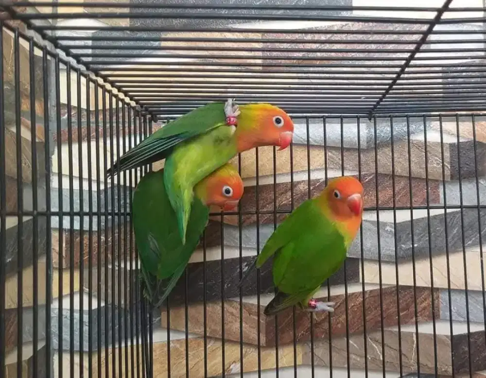Lovebird nyasa ori