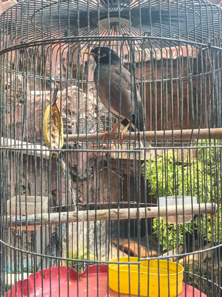 Jalak Nias Betina burja