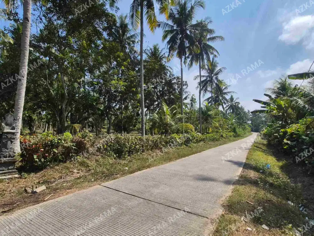 TANAH KEBUN KELAPA 2 HEKTAR  BANYUBIRU JEMBRANA BALI